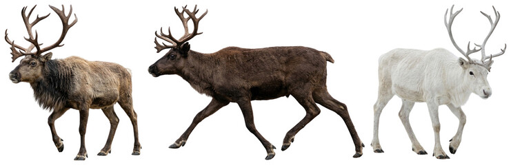 A collection of majestic northern reindeer featuring trotting, walking, and standing postures in natural winter coats. © z_to_the_top