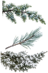 A collection of fresh winter evergreen branches featuring juniper berries and pine needles dusted with natural snow. © z_to_the_top