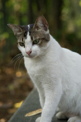 portrait of a cat. Cute white cat with tabby markings sitting outdoors and looking away © Verdict