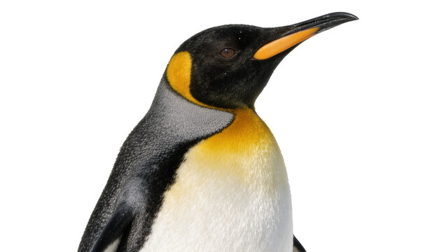 King penguin with black head and yellow chest, isolated on transparent background