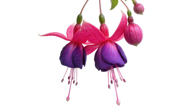 Two vibrant fuchsia flowers with purple and pink petals, isolated on transparent background