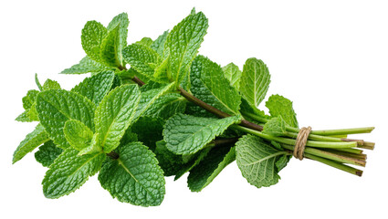 Fresh green mint leaves tied with twine, isolated on transparent background © Emilia