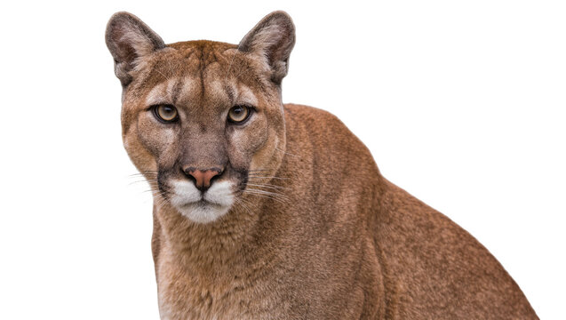 Majestic cougar with tawny fur looking forward, isolated on transparent background