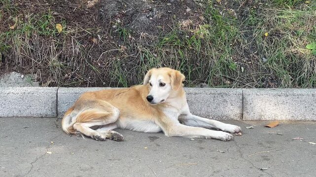 Stray Dogs Relaxing In Tbilisi, Georgia