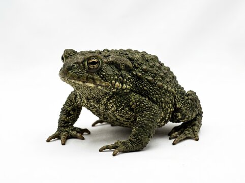 Common Toad Bufo Bufo Isolated on White Background - High Quality Wildlife Macro Photography for Commercial Use