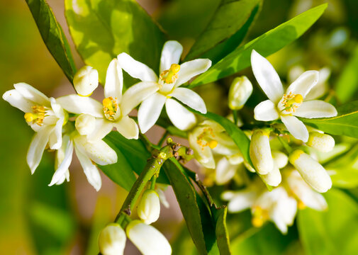 Ripe oranges hanging on a blossoming orange tree