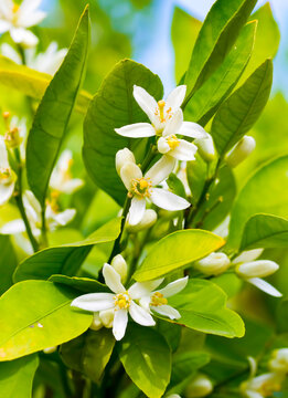 Ripe oranges hanging on a blossoming orange tree