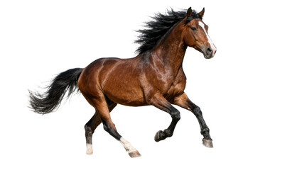 Majestic brown horse with flowing mane and tail, galloping dynamically isolated on transparent background © Emilia