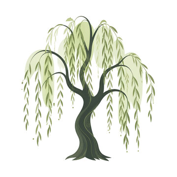 Willow tree 2