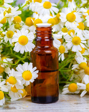 Essential oil in glass bottle with fresh chamomile flowers, beauty treatment.