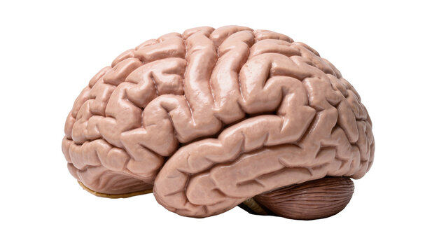 Detailed human brain model with gyri and sulci, isolated on transparent background