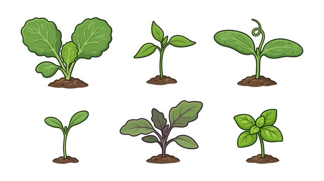 Illustrated stages of plant seedling growth