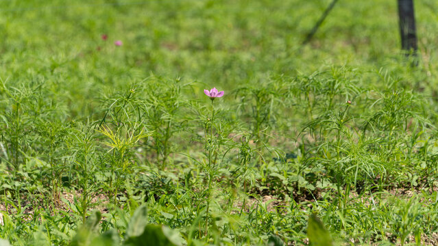 Single pink cosmos flower blooming gracefully in green field under autumn sunlight in Japan