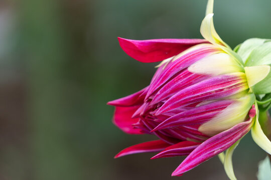 Close up of deep red magenta dahlia flower bud ready to bloom with soft green background in autumn