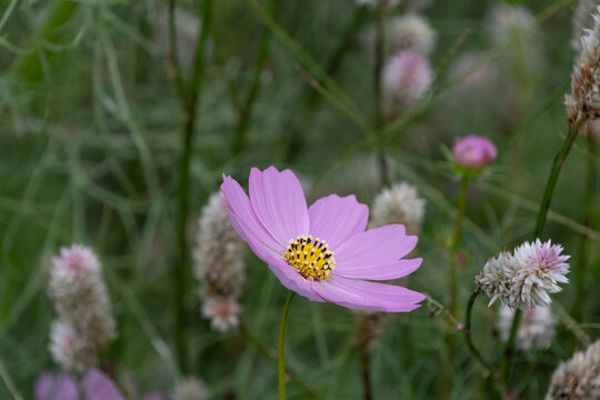 Single pink cosmos flower blooming in autumn sunlight with soft blurred nature background in Japan