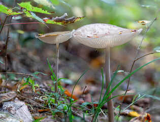 White root shank mushrooms in the forest © Manuel