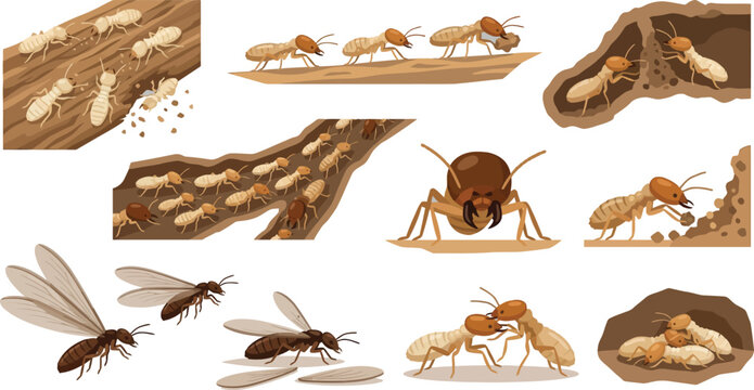 Termite Colony Life Cycle and Infestation Vector Illustrations with Diverse Activities