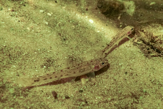 Two common gudgeon (Gobio gobio) rest on a sandy freshwater bottom, their mottled bodies blending into the surrounding sand and gravel
