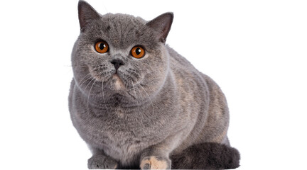 cat png, cat, kitten, isolated, animal, domestic, british, adorable, tabby, portrait, sitting, fur, kitty, feline, young, pet, cute, baby, animals, small, beautiful © Adrey Popov