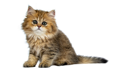 cat png, cat, kitten, isolated, animal, domestic, british, adorable, tabby, portrait, sitting, fur, kitty, feline, young, pet, cute, baby, animals, small, beautiful © Adrey Popov