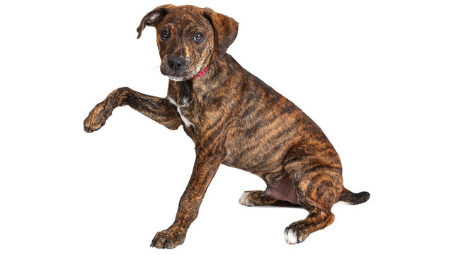 dog, pet, canine, animal, brindle dog, boxer, mastiff, pit bull, terrier, mixed breed, puppy, young dog, cute dog, sitting dog, dog portrait, domestic animal, f