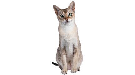 cat png, cat, kitten, isolated, animal, domestic, british, adorable, tabby, portrait, sitting, fur, kitty, feline, young, pet, cute, baby, animals, small, beautiful © Adrey Popov