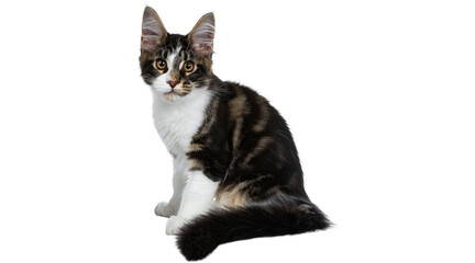 cat png, cat, kitten, isolated, animal, domestic, british, adorable, tabby, portrait, sitting, fur, kitty, feline, young, pet png on transparent cutout, © Adrey Popov