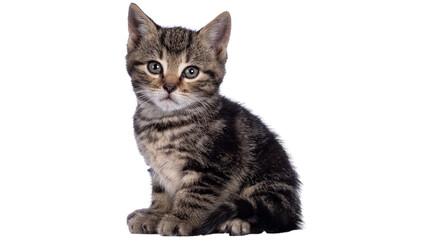 cat png, cat, kitten, isolated, animal, domestic, british, adorable, tabby, portrait, sitting, fur, kitty, feline, young, pet png on transparent cutout, © Adrey Popov