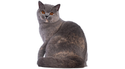 cat png, cat, kitten, isolated, animal, domestic, british, adorable, tabby, portrait, sitting, fur, kitty, feline, young, pet png on transparent cutout, © Adrey Popov