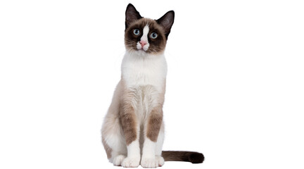 cat png, cat, kitten, isolated, animal, domestic, british, adorable, tabby, portrait, sitting, fur, kitty, feline, young, pet png on transparent cutout, © Muhammad