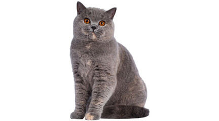 cat png, cat, kitten, isolated, animal, domestic, british, adorable, tabby, portrait, sitting, fur, kitty, feline, young, pet png on transparent cutout, © Muhammad