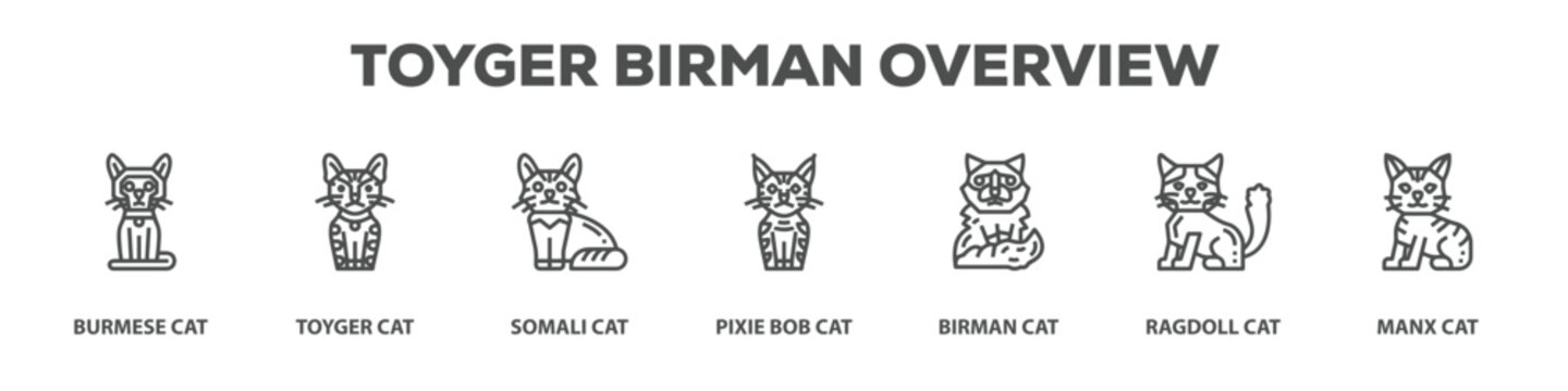 Toyger Birman Overview with icon of Burmese cat, Toyger cat, Somali cat, Pixie bob cat, Birman cat, Ragdoll cat, Manx cat