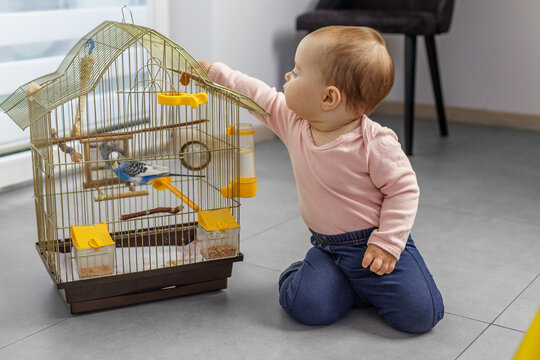 Baby kneeling and reaching to touch pet bird in cage