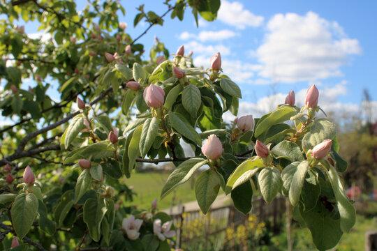 Boutons de fleurs roses de cognassier au printemps sur fond de ciel bleu nuageux