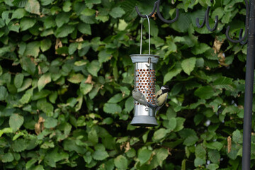 birds feeding on a feeder filled with food like peanuts © LDC
