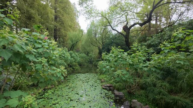 Serene garden channel covered in duckweed and surrounded by lush greenery