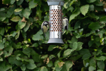 birds feeding on a feeder filled with food like peanuts © LDC