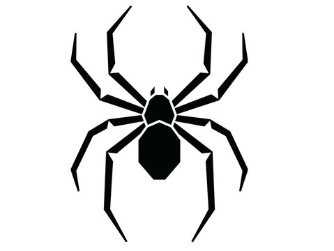 spider isolated on white background