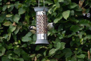 birds feeding on a feeder filled with food like peanuts © LDC