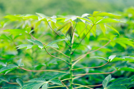 Cassava plant growing in an agricultural field, showing its stem, branches, and young cassava leaves with a soft blurred background, cassava farming, ideal for agriculture and tropical nature