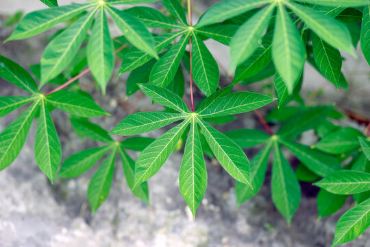 Cassava leaves with elongated lobes and prominent veins, Cassava plant, Cassava farming, ideal for agriculture, botanical, tropical nature, and backgrounds