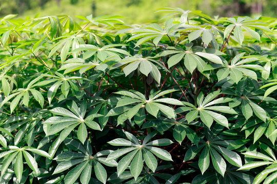 Green cassava leaves densely overlapping, Cassava plant for background, Cassava farming, suitable for agriculture, tropical nature, botanical backgrounds