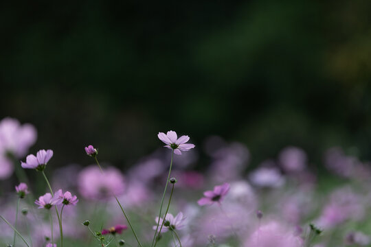 Close up of pink cosmos flower blooming in sunlight with dark soft background in autumn