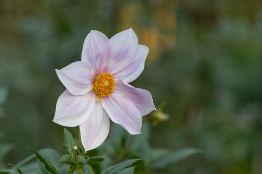Beautiful pale pink and white dahlia flower blooming in autumn garden with soft bokeh background