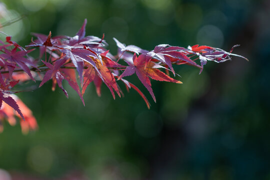 Close up of vibrant red maple leaves shining in autumn sunlight with dark green bokeh background in Japan