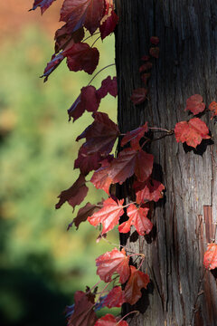 Vibrant red ivy leaves climbing weathered wooden pole under autumn sunlight with soft green bokeh background