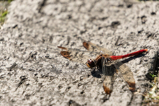 Close up of red dragonfly resting on concrete surface under autumn sunlight