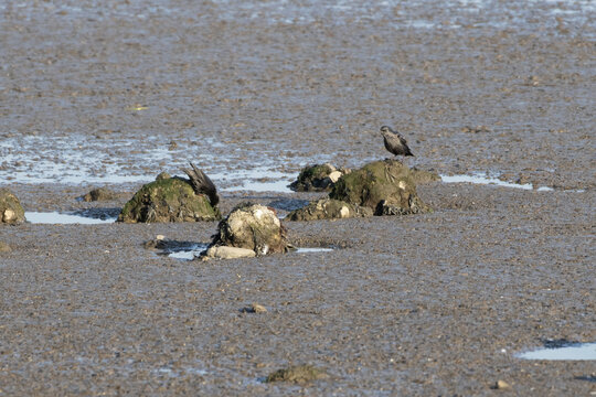Two birds foraging on tagus river mudflat during low tide