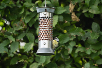birds feeding on a feeder filled with food like peanuts © LDC