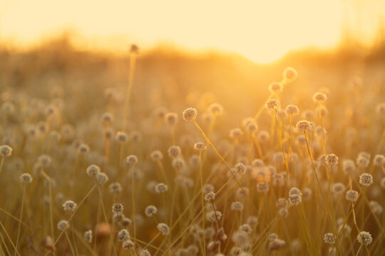 Close-up of a Plains blackfoot flower growing in a tropical forest during sunset.